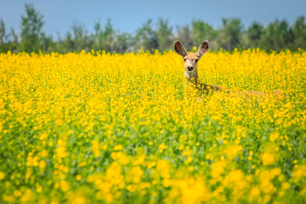 istock Deer in the Canola Field 1088251422