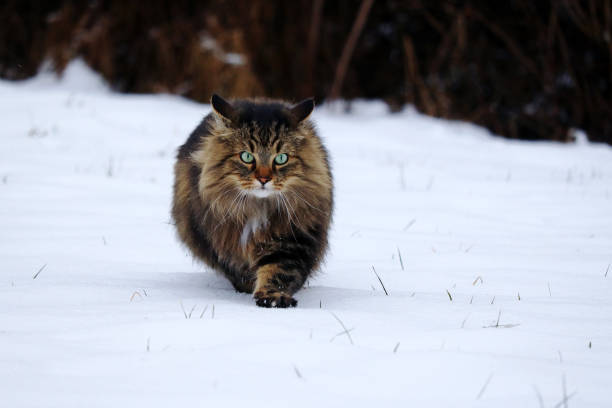 istock A pretty young Norwegian Forest Cat hunting in the snow 1088253330