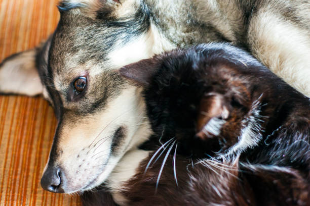 istock Cat and dog sleep together, huddled together 1088260388