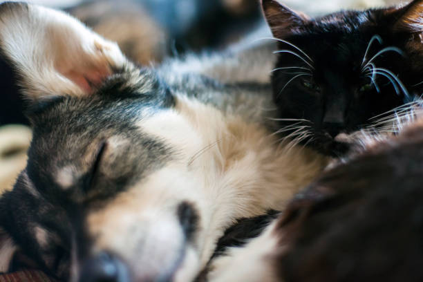istock Cat and dog sleep together, huddled together 1088260390