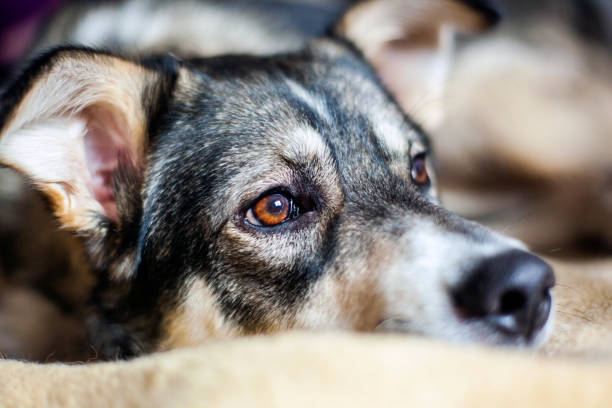 istock small sad dog with sad eyes 1088260396