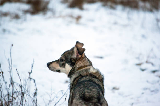 istock a gray dog on a snow-covered field 1088260414