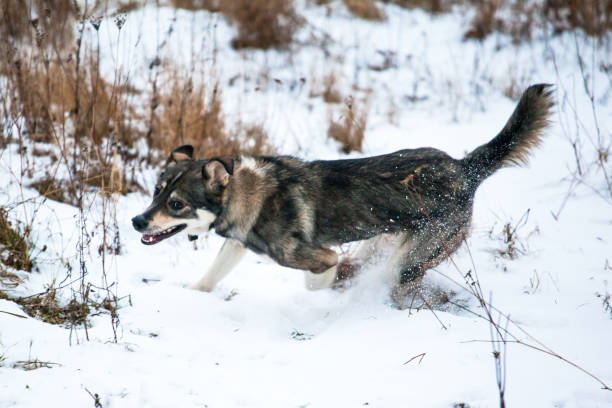 istock gray dog running on the snow-covered field 1088260416