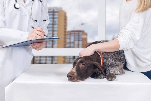 istock A vet is making a prescription for a dog. 1088265112