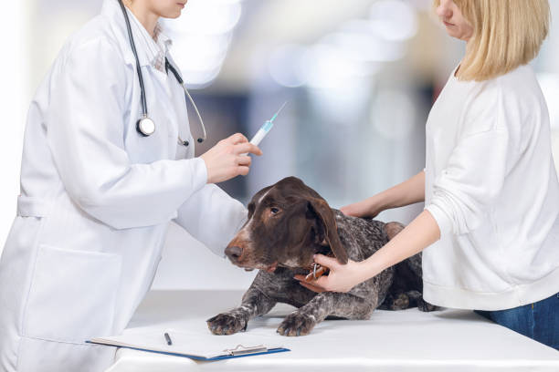 istock A vet is making an injection to a dog. 1088265126