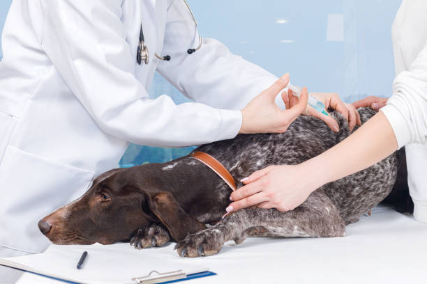 istock A vet is making an injection to a dog. 1088265138