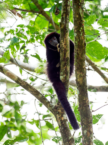 Yellow-handed Titi Monkey (Callicebus lucifer) - one of the 10 monkey species of Cuyabeno Wildlife Reserve, Ecuador.