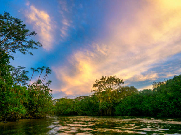 istock Cuyabeno Wildlife Reserve At Dusk 1088271570
