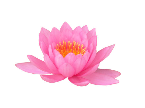 istock pink lotus flower 1088274644