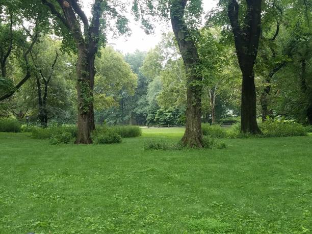 istock Lush green lawn and trees in the park 1088274646