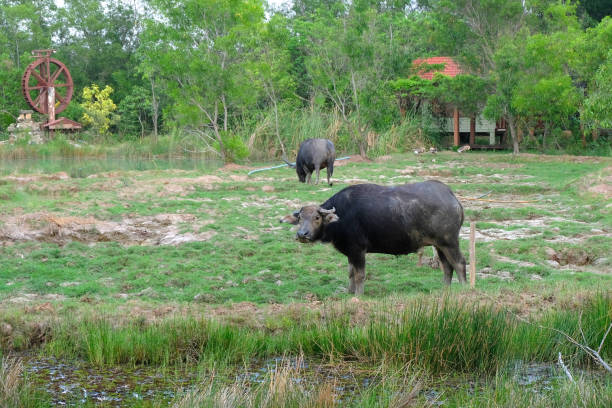 istock Buffalo in the meadow 1088274668