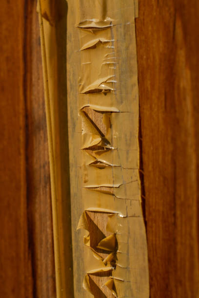istock Old sticky tape on wooden texture background, Repaired window, Close up & Macro shot, Selective focus 1088286426