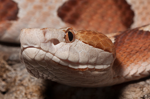 Aesculapian snake,  climbing on tree. Wild animal.