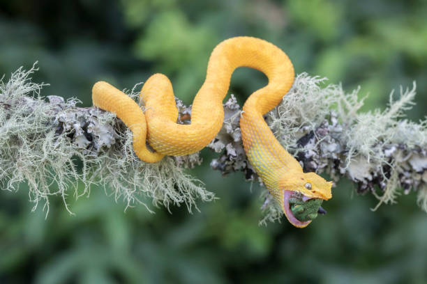 Juvenile Venomous Yellow Eyelash Viper (Bothriechis schlegelii) swallowing prey (lizard).