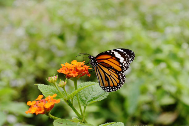 istock Common Tiger butterfly with natural green background 1088288134