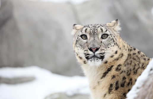 A portrait of snow leopard resting and posing on the rock. He is pretty!