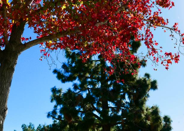 istock Trees with brightly colored leaves in autumn 1088290836