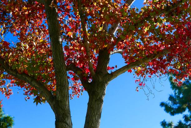 istock Trees with brightly colored leaves in autumn 1088290840