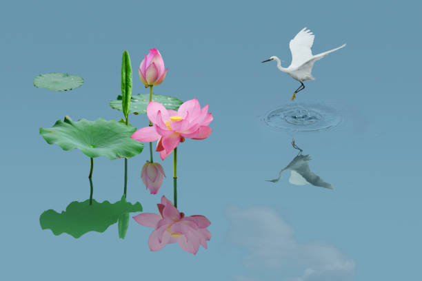 Crane lotus  decorative painting,a photographic work composed of white cranes and lotus flowers is like a fairyland on earth.