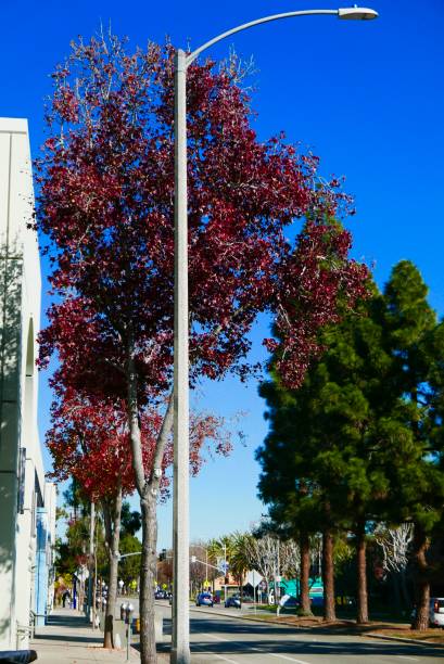 istock Urban Sidewalk in Autumn 1088296214