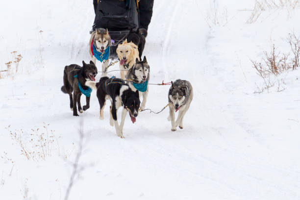 istock Husky Sled Dogs 1088296268