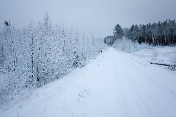 istock Winter forest in Russia 1088296568