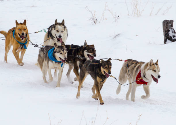 istock Husky Sled Dogs 1088298156