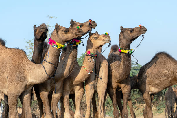 istock Camels in desert Thar during Pushkar Camel Fair, Rajasthan, India 1088300760