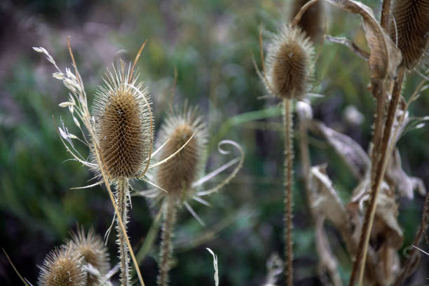 istock Fried cone flower in Utah mountains 1088302206