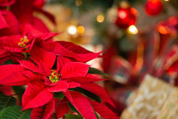 Beautiful red Poinsettia flower, Christmas Star Beautiful red Poinsettia (Euphorbia pulcherrima), Christmas Star flower. Festive red and golden holiday background with Christmas decorations and presents. red poinsettia vibrant color flower stock pictures, royalty-free photos & images