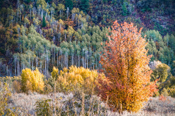 Red autumn leaves on tree background d