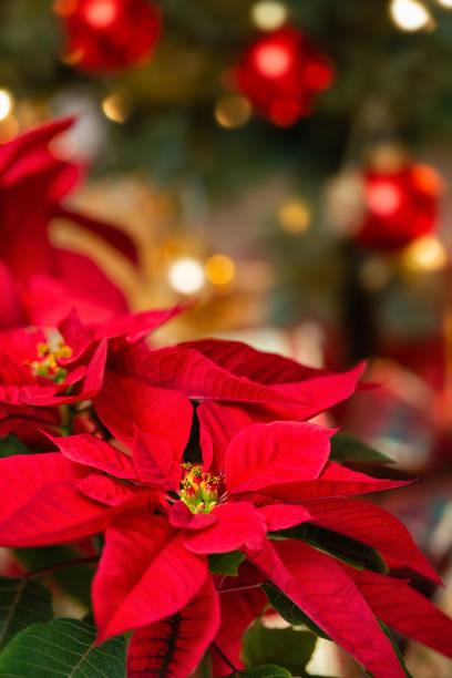 Red Poinsettia flower, Christmas Star Red Poinsettia (Euphorbia pulcherrima), Christmas Star flower. Festive red and golden holiday background with Christmas tree. poinsettia stock pictures, royalty-free photos & images
