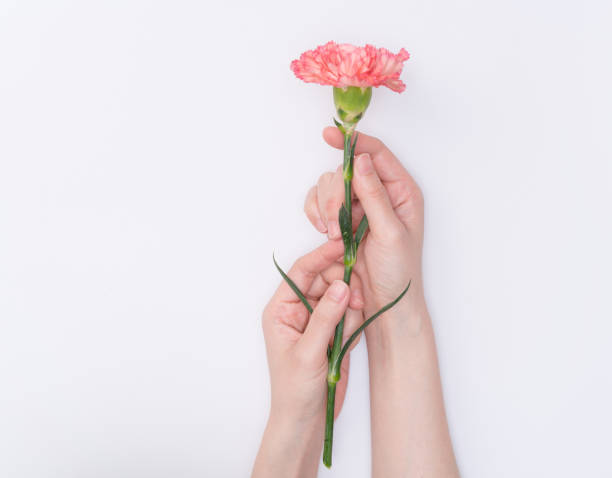 istock female hand hold carnation 1088305798