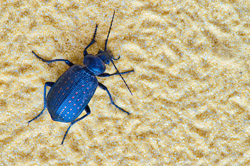 A black Fiery Hunter Beetle (Callisthenes calidus) isolated in light colored brown sand. These metallic beetles are also known as Caterpillar Hunters and belong to the large family of Carabinae beetles.