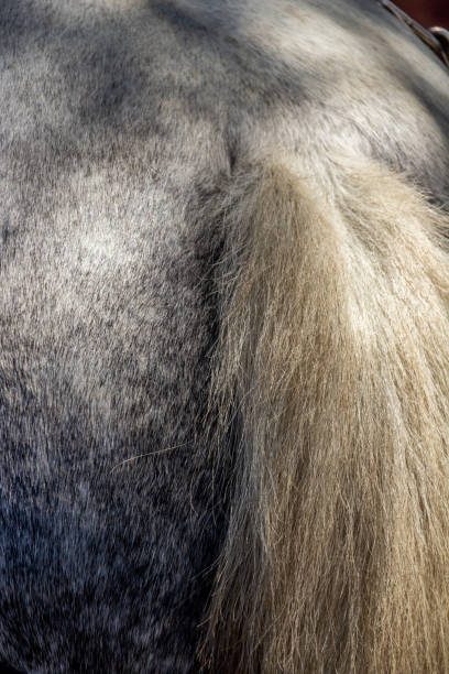 istock Back and tail of horse 1088306110