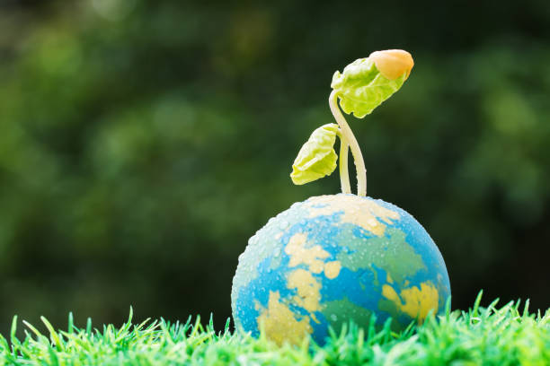 Seeding plan on clay Globe model on raining suny day on green grass, Green World Environment ecology day, Life on earth, Concept of new development for business leadership and strong in future siembra de plan en el modelo de arcilla del mundo en suny día que llueve sobre la hierba verde, día de la ecología del medio ambiente de mundo verde, vida en la tierra, concepto de nuevo desarrollo para el liderazgo empresarial y fuerte en el futuro