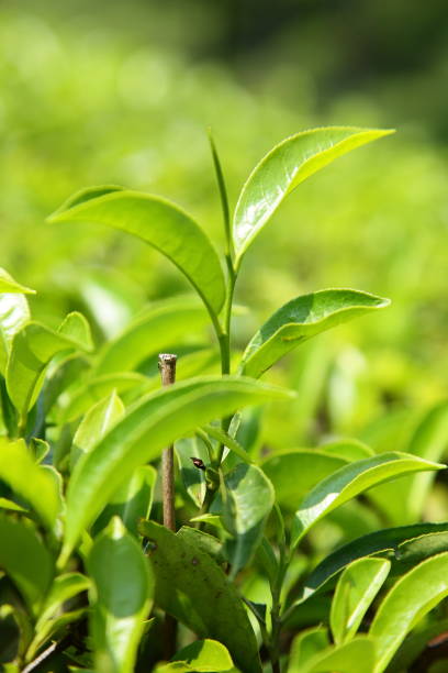 istock Fresh green tea plantation 1088313626