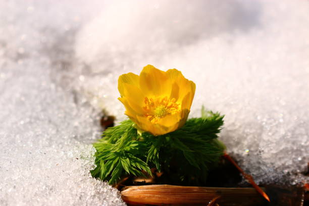 istock revenge seconds, thoughtful forest road, snow, 1088320710