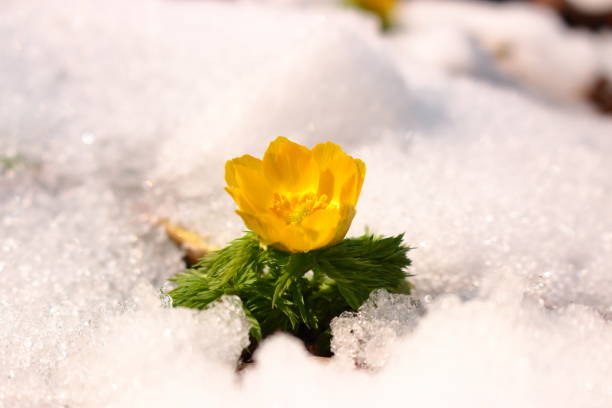 istock revenge seconds, thoughtful forest road, snow, 1088320770