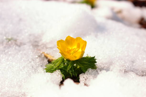 istock revenge seconds, thoughtful forest road, snow, 1088320796