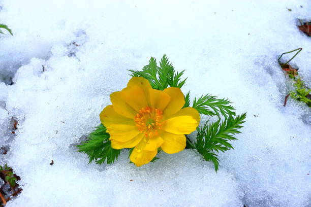 istock revenge seconds, thoughtful forest road, snow, 1088320856