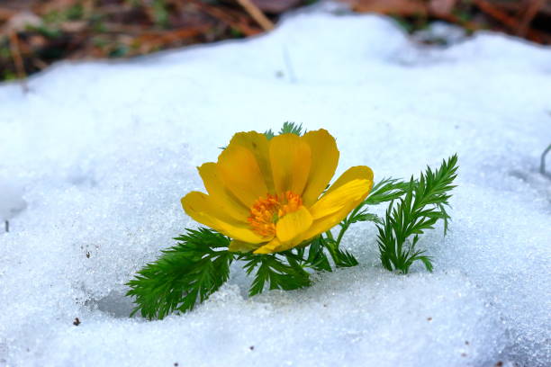 istock revenge seconds, thoughtful forest road, snow, 1088320858