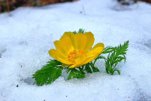 istock revenge seconds, thoughtful forest road, snow, 1088320860