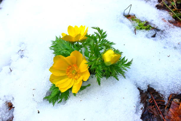 istock revenge seconds, thoughtful forest road, snow, 1088320898