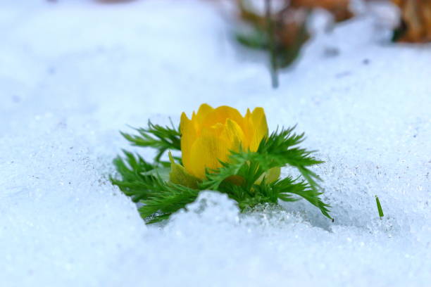 istock revenge seconds, thoughtful forest road, snow, 1088320954