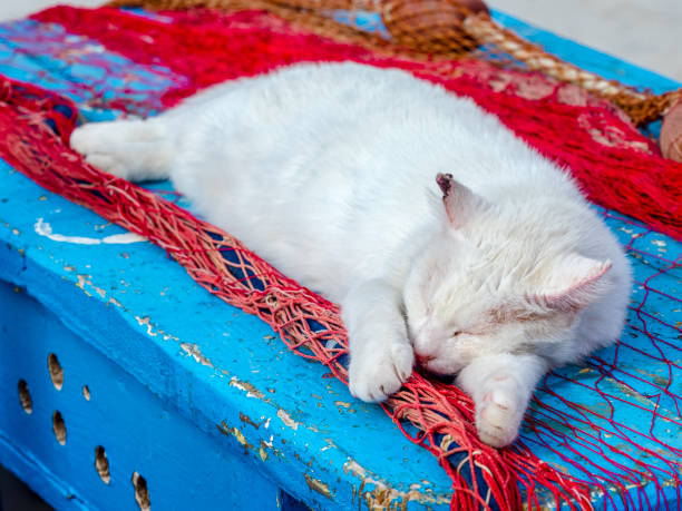 Feral cat on Procida Island, Italy