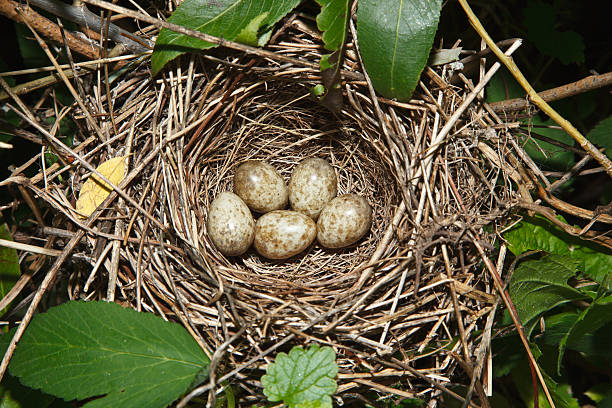 Garden Warbler, Sylvia borin. Nest of a bird with eggs in the nature.