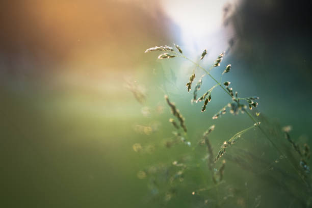 istock Morning in the field 1088327828