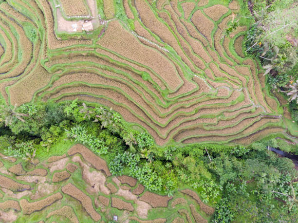 istock rice terrace with mature rice paddy that is ready to be harvested 1088327920