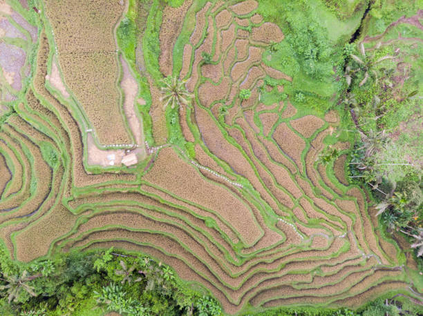 istock rice terrace with mature rice paddy that is ready to be harvested 1088327934